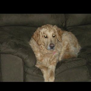 Meet your Posher, Jake